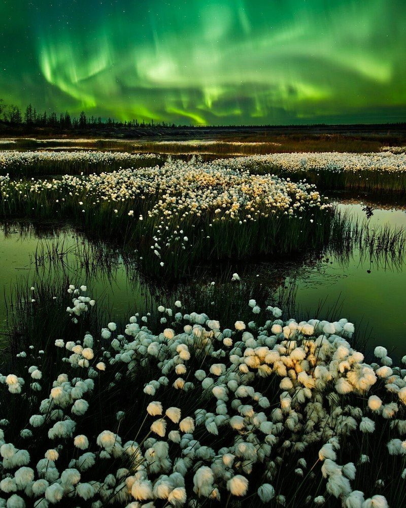 Пушица и сияние