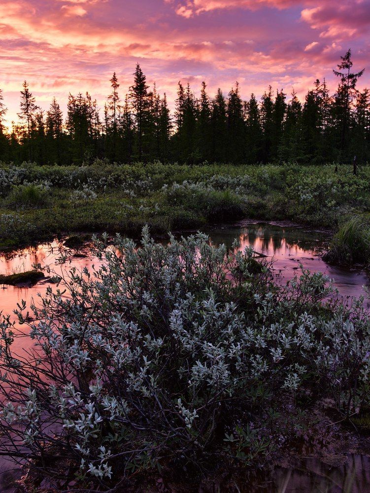 Ямальские белые ночи