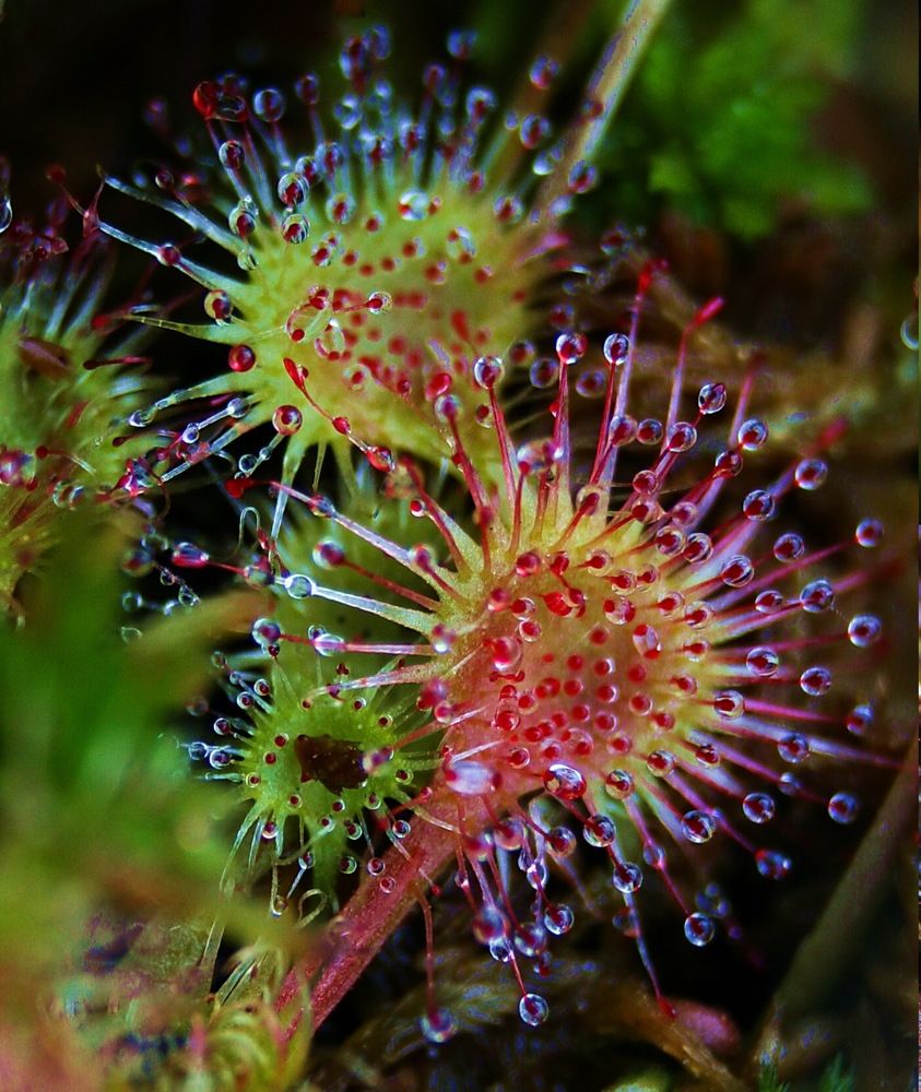 Корона Российских болот.