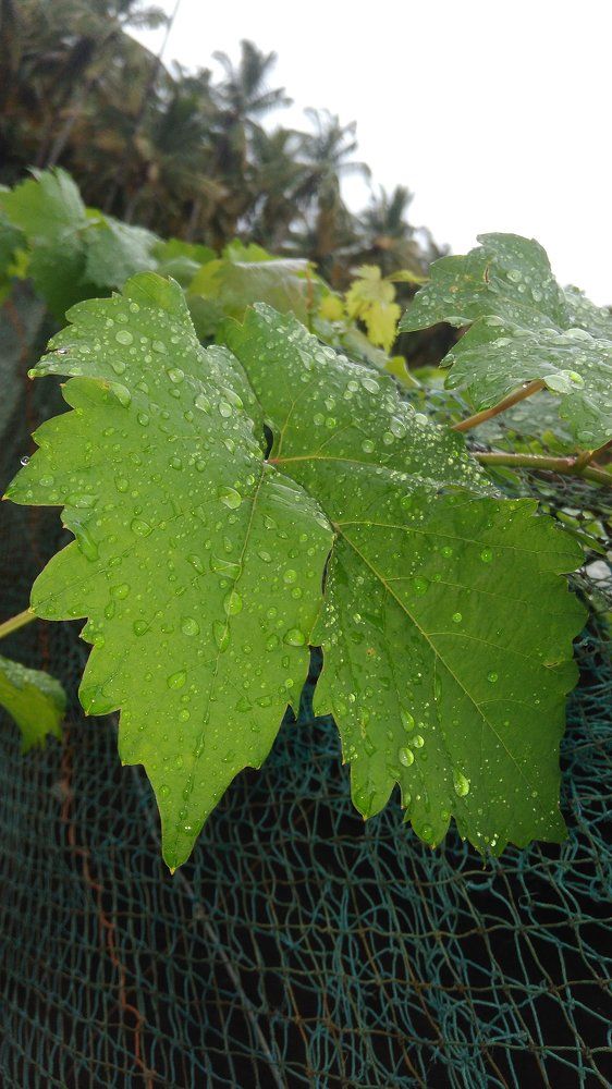 Green with drops