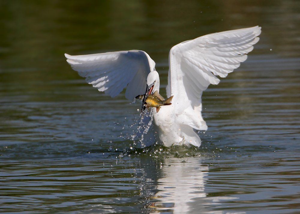 Angel of a small lake