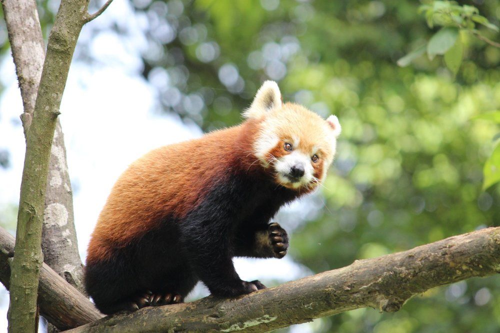 Red panda
