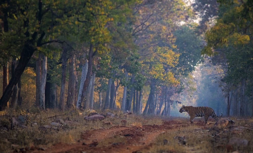 India land of Tigers . .