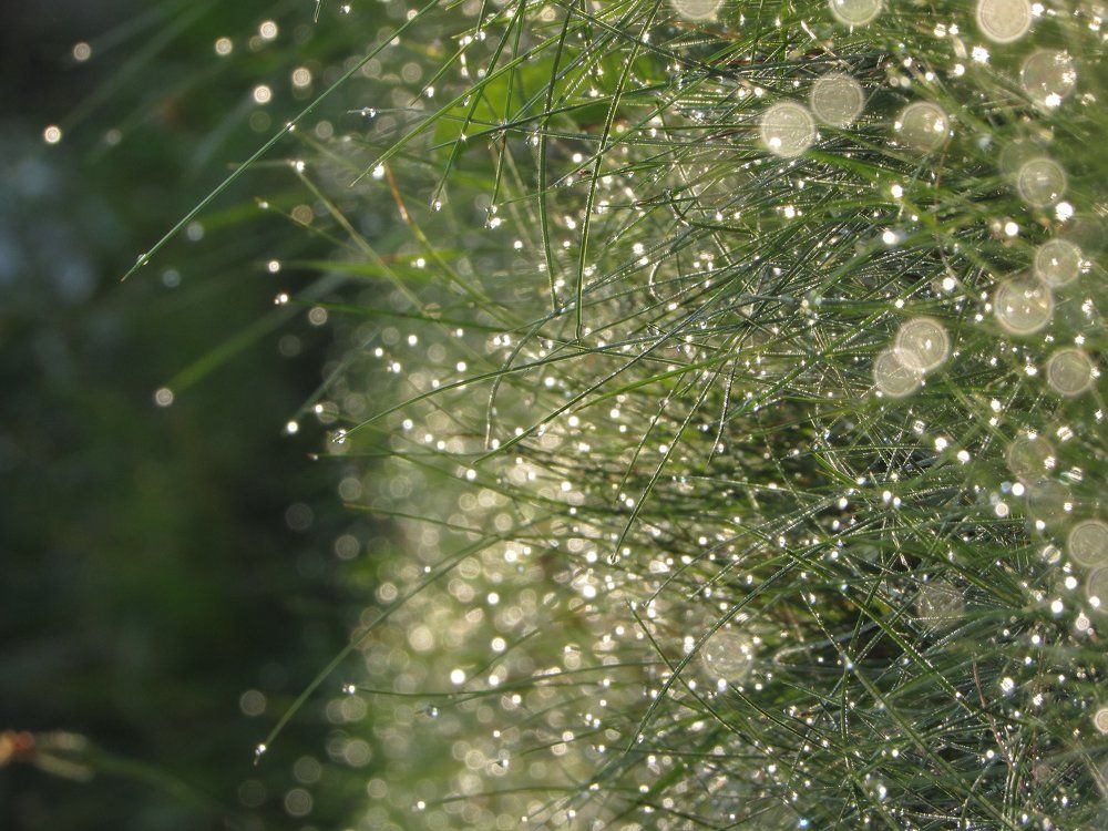 Утренняя роса