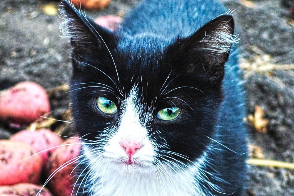 маленький хищник