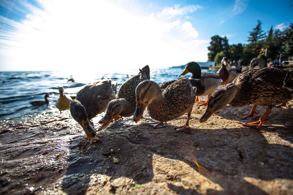 Выживает сильнейший,,,