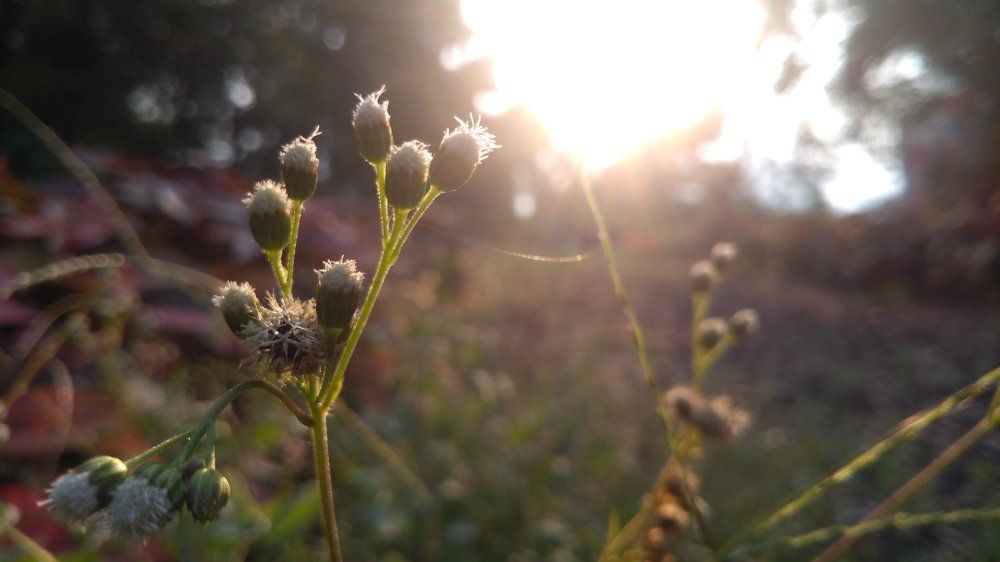 Sunshine