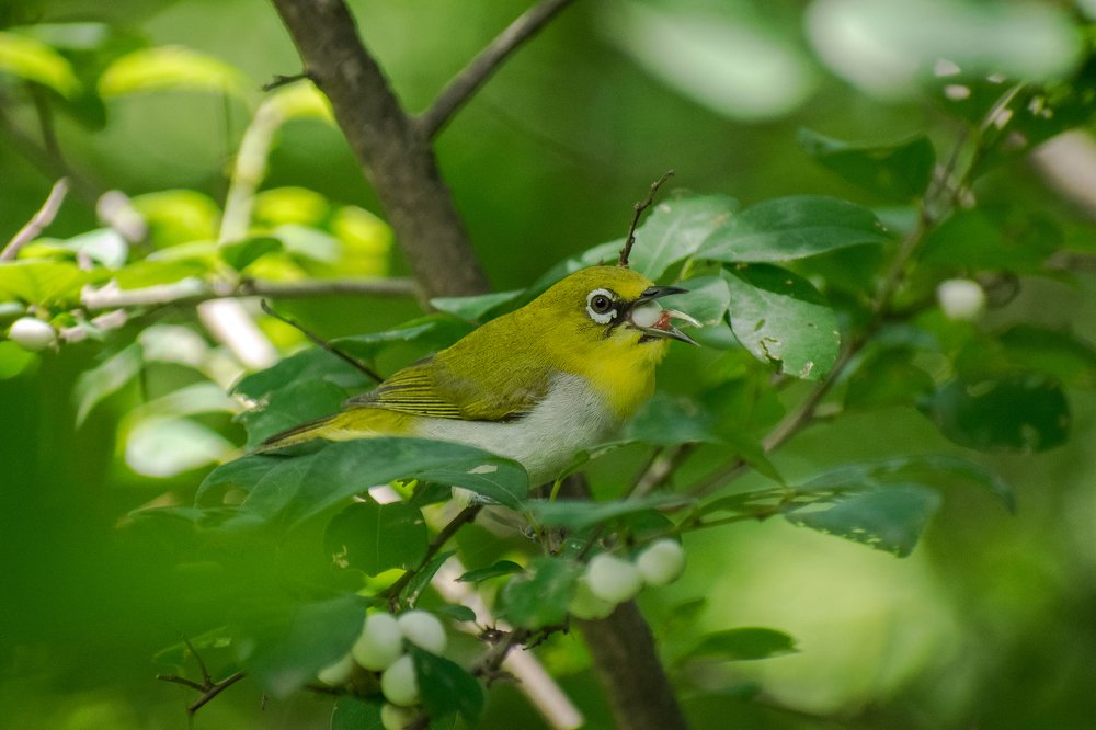 Oriental White Eye