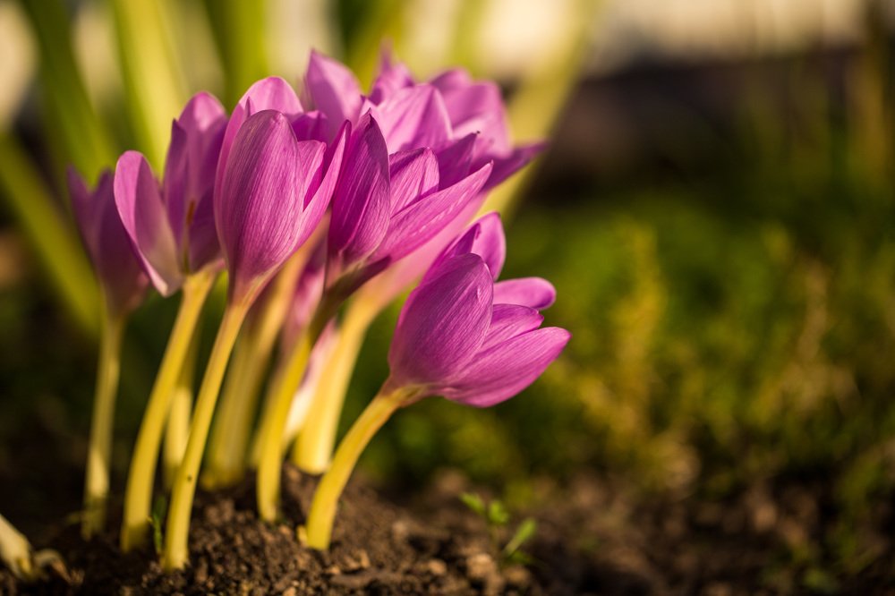 Цветочные истории...