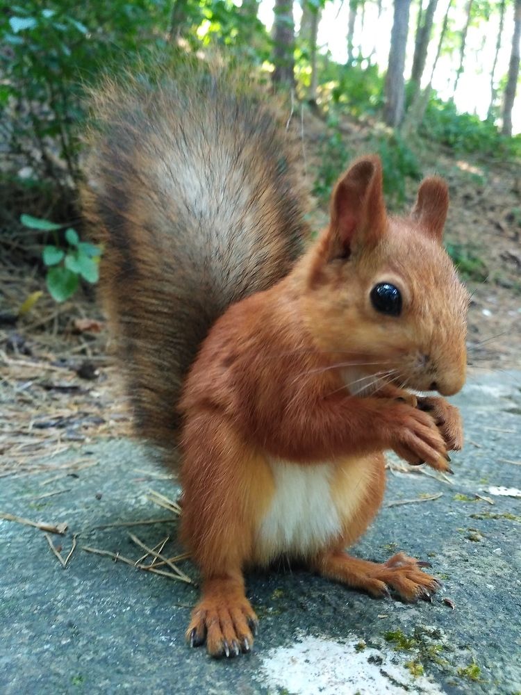 Its red, its pretty, but doest love you if you hast a nuts