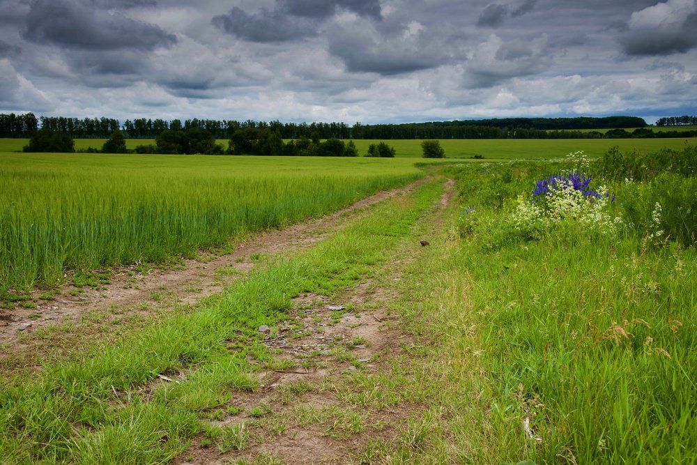 Перед грозой