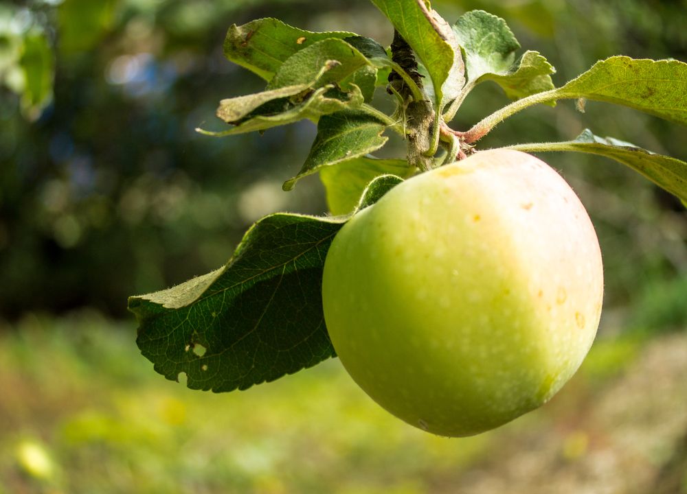 Сладкий аромат