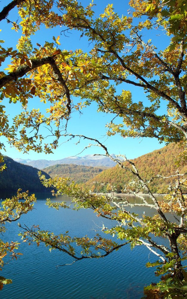 Between the branches