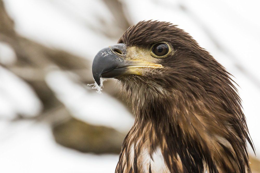 Портрет Орлана