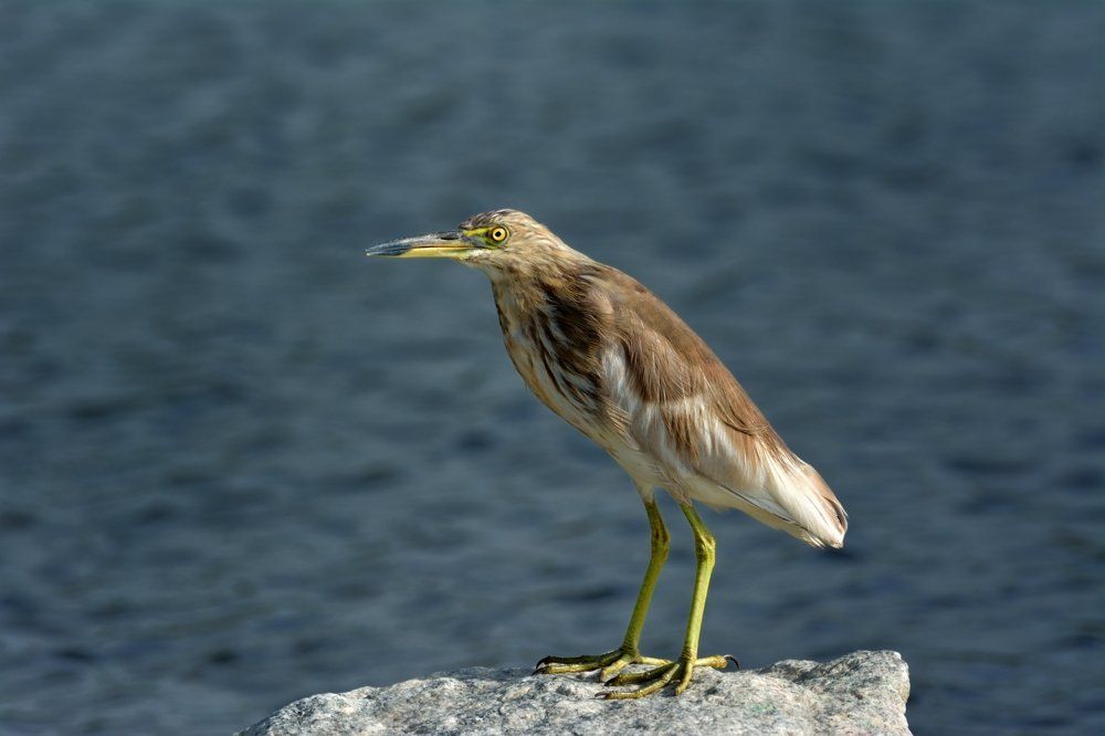 Indian-Pond Heron