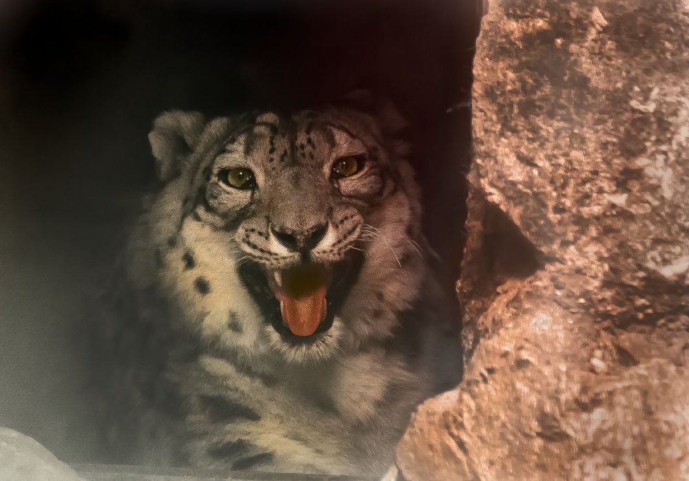 снежный барс