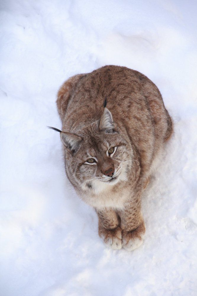 Хищница лапландских лесов