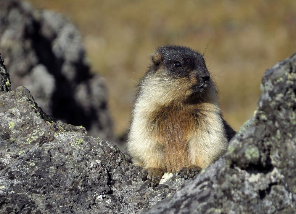 С норой поможешь?