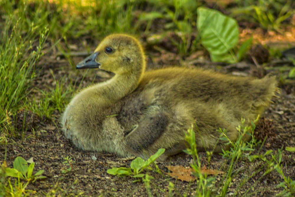 The Baby Goose