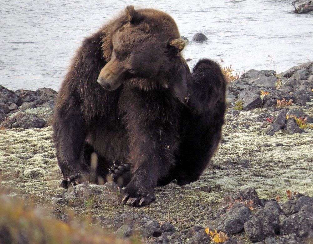 Вот незадача!