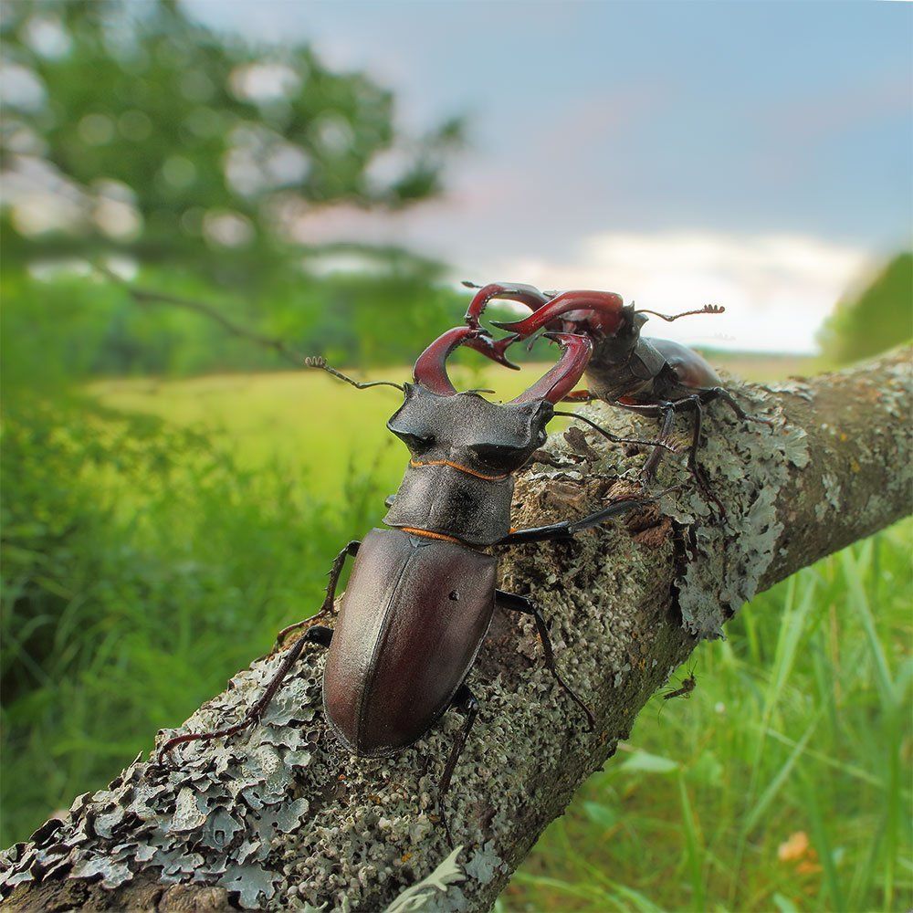 Битва титанов