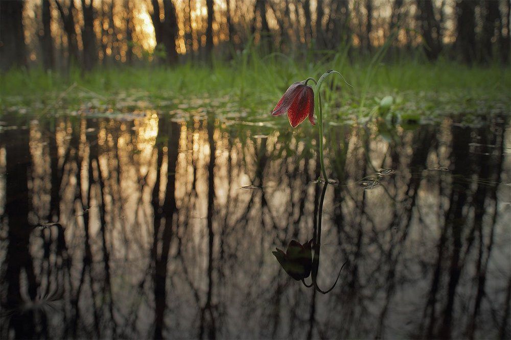 В зазеркалье