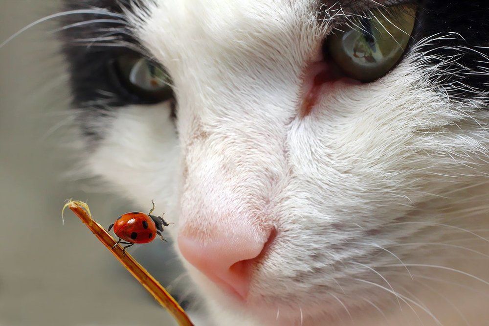 Прилетаю я как-то на Таити...