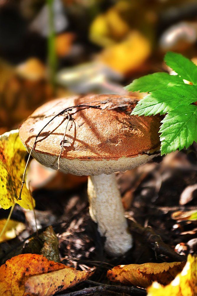 Радость грибника