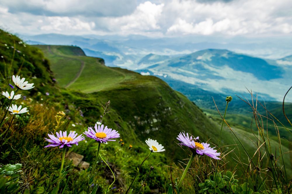 Свежесть гор