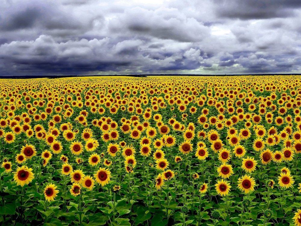 Поле подсолнухов