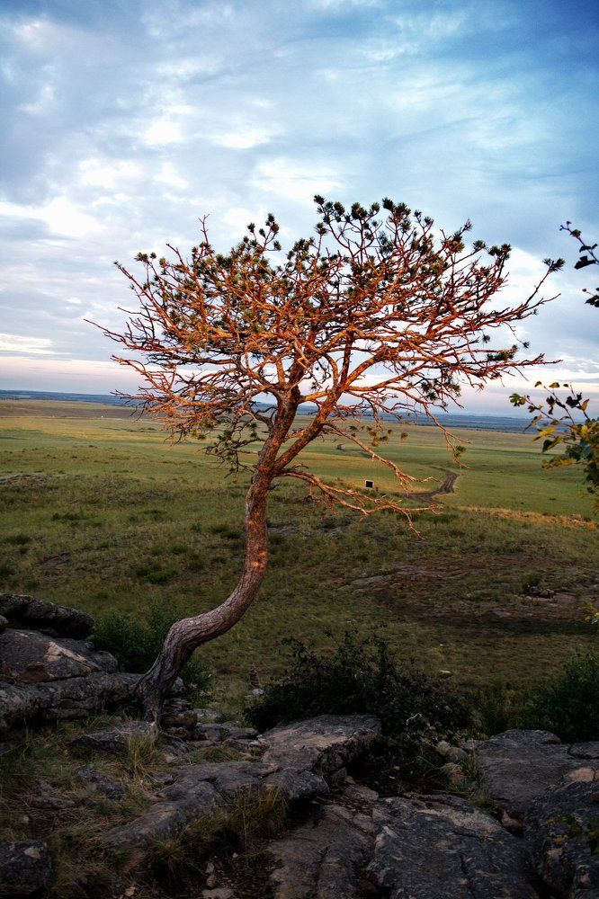 На рассвете. Одинокий кедр.