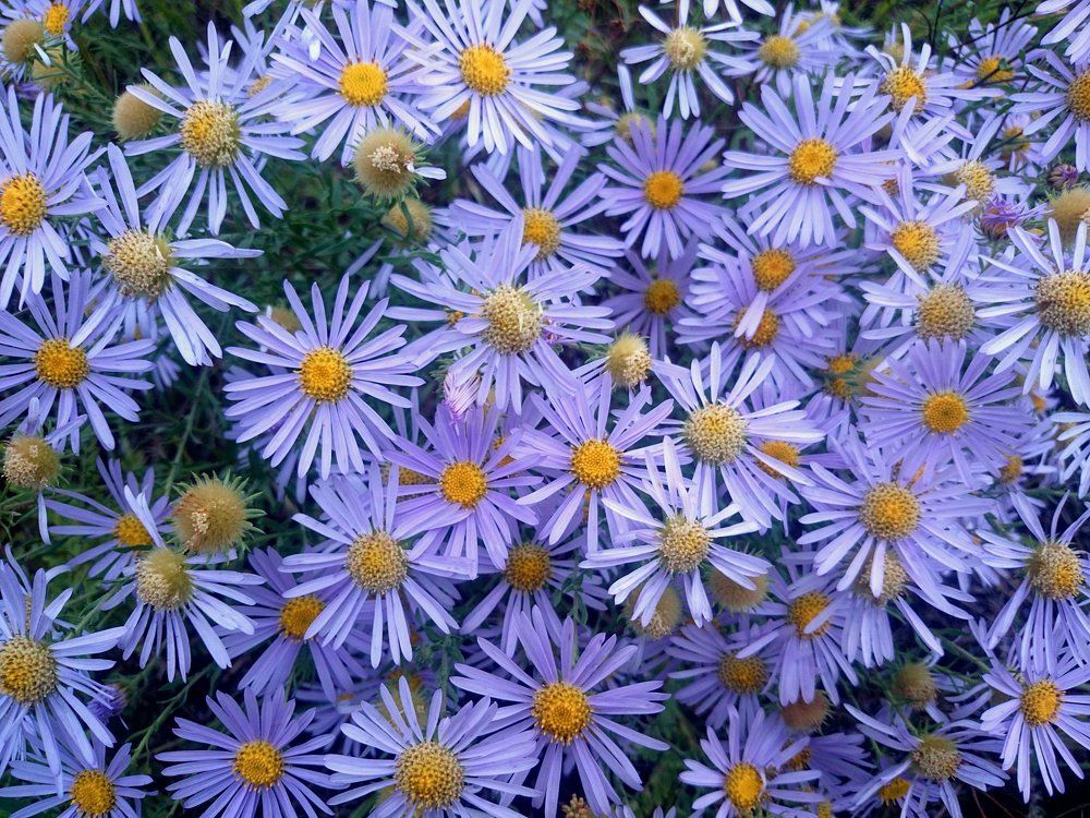 Только цветы