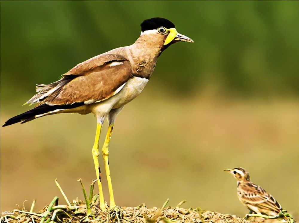 || Speak some Untold Story ||