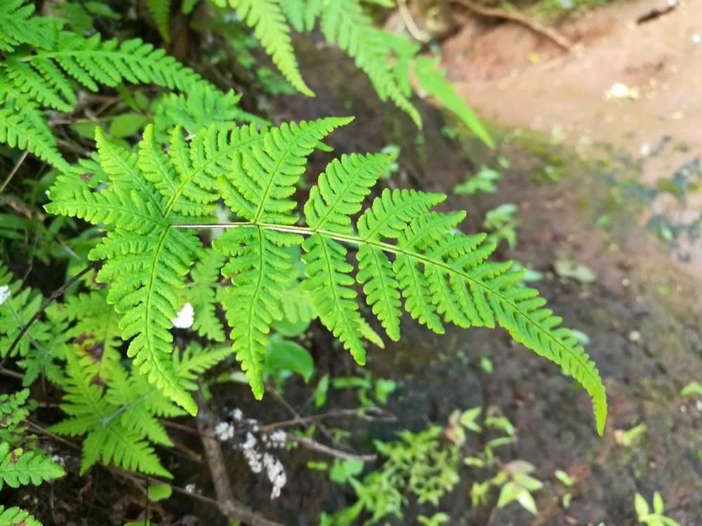 A leaf