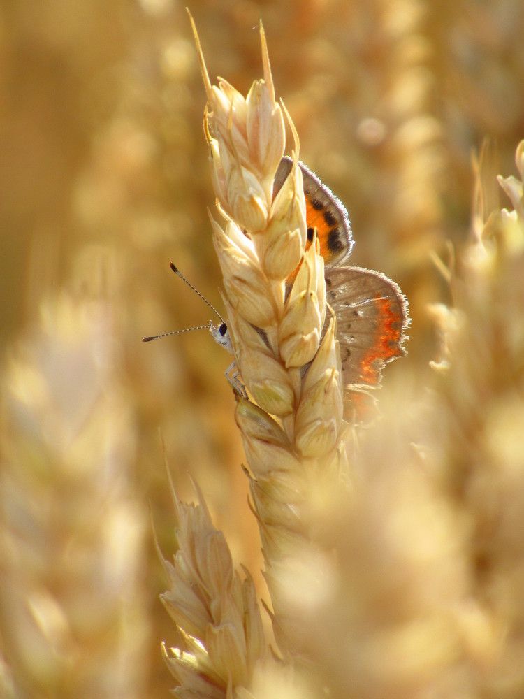 We play hide and seek