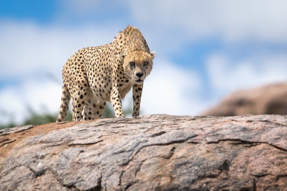 Гепард на охоте