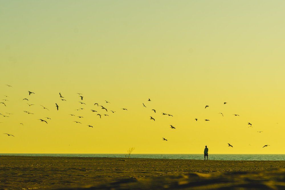 Повелитель птиц