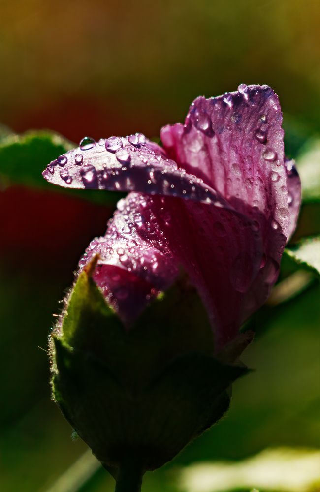 утренний цветок