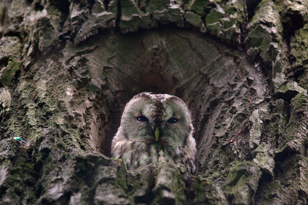 Tawny owl