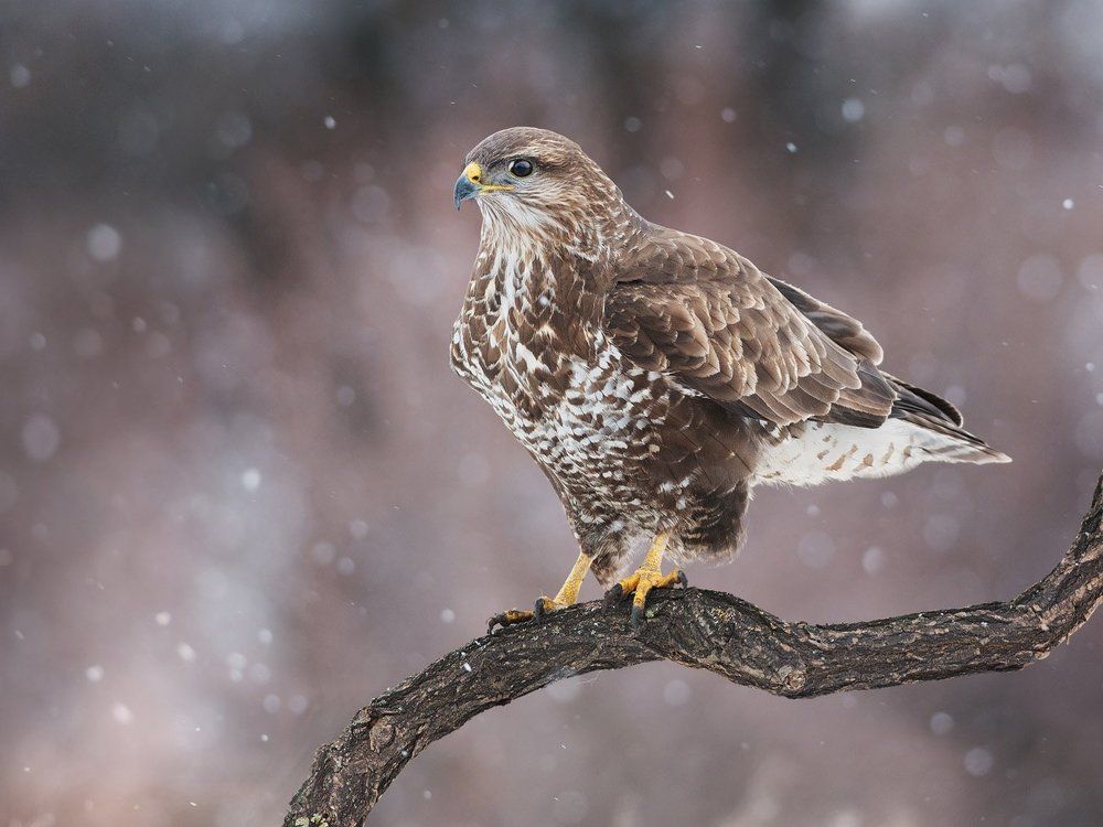 Common Buzzard
