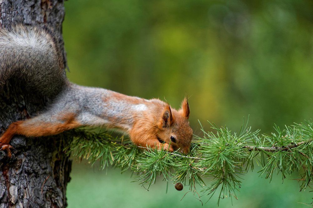 Упущенный орешек