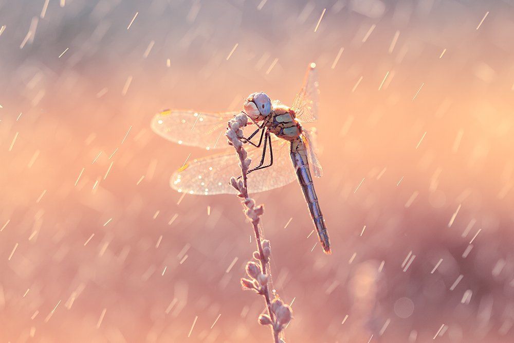 Дождь и солнце