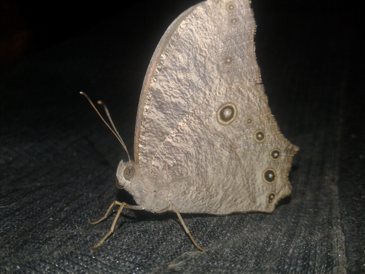 butterfly