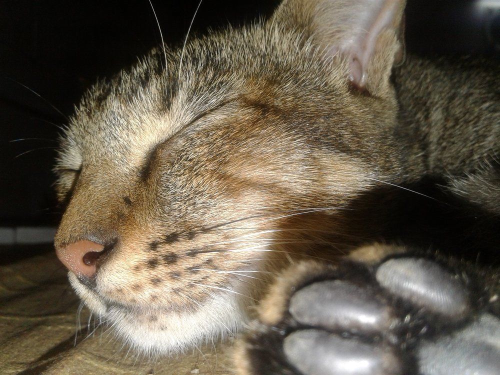 cat
