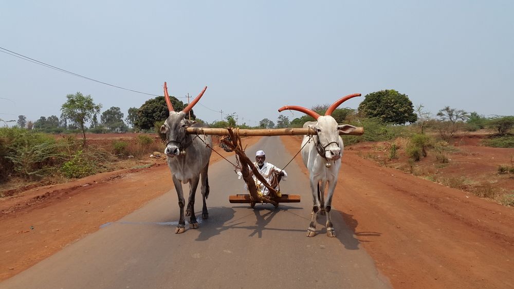 Indian Farmer