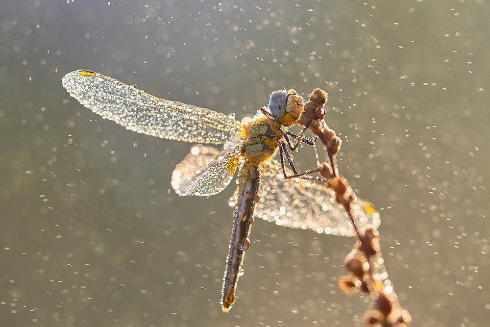 Солнечная жемчужина