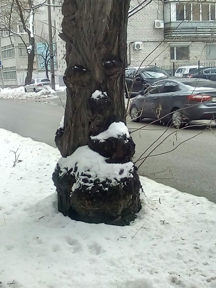 зима близко\дерево-душа