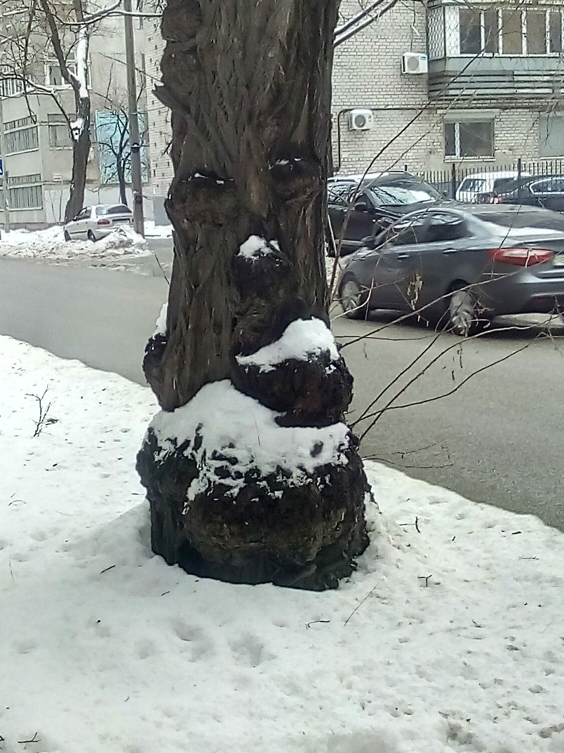 зима близко\дерево-душа