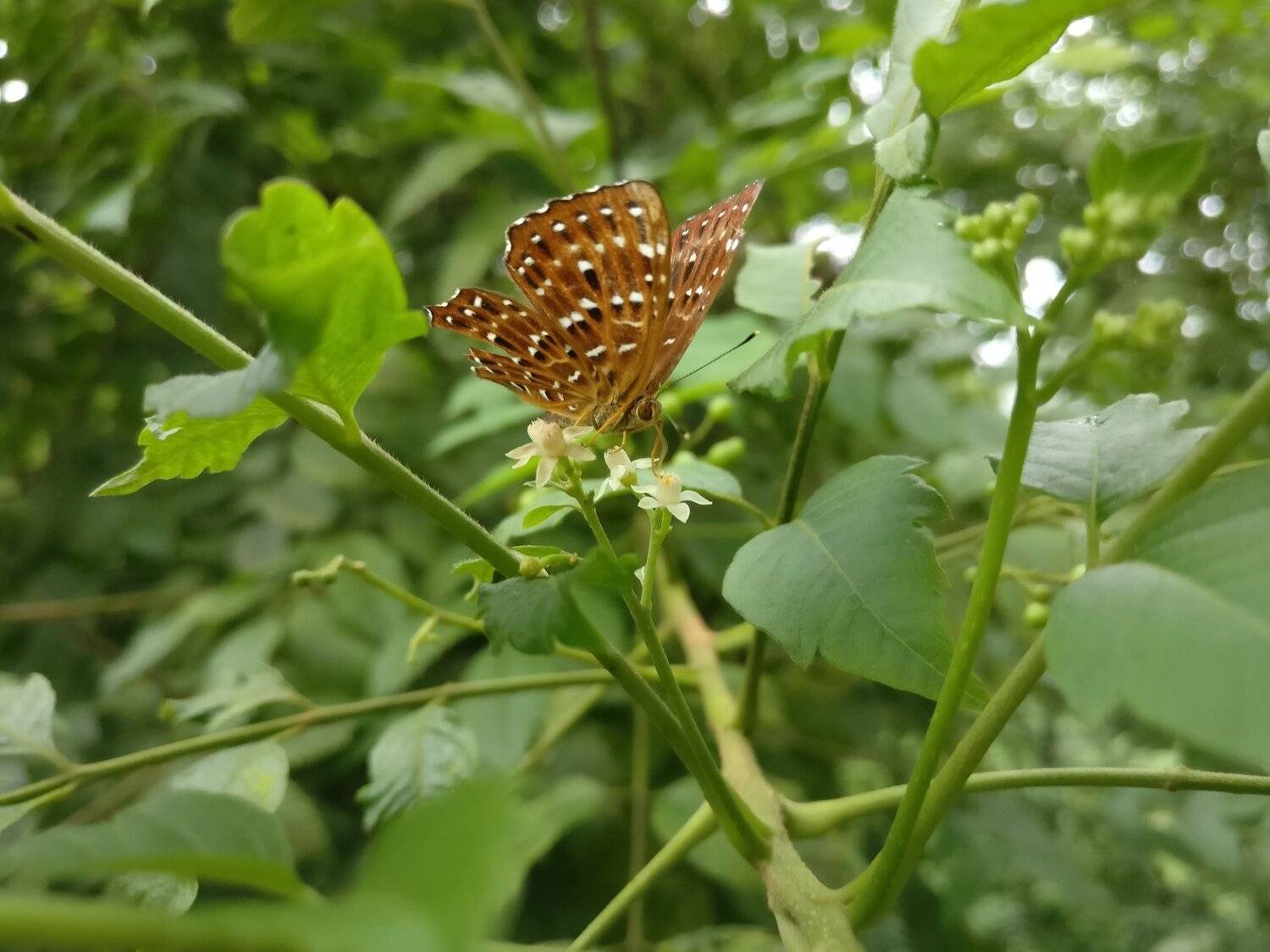 A beauty of nature.