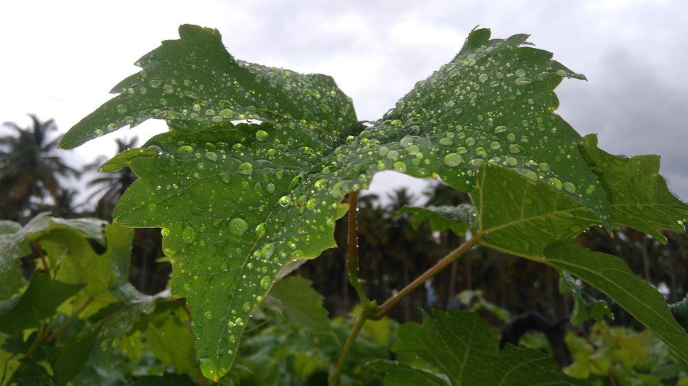 Green with drops